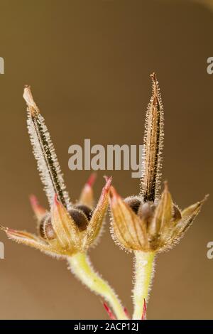 Cut-lasciava Cranesbill (geranium dissectum) Foto Stock