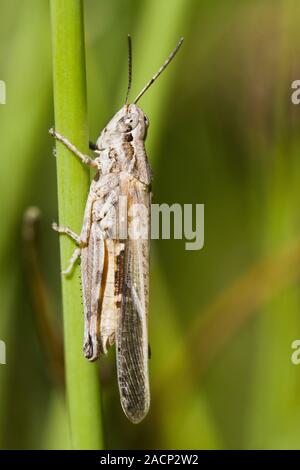 Grasshopper sulla vegetazione Foto Stock