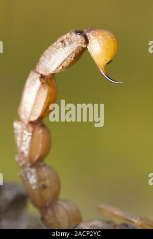 Buthus scorpion sting coda Foto Stock