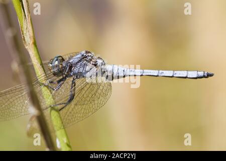 Skimmer Epaulet (Orthetrum chrysostigma) Foto Stock