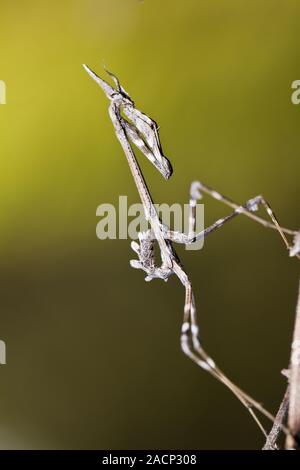 Mantis Palo (Empusa pennata) Foto Stock