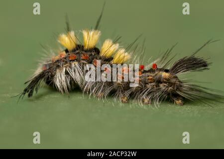 Rusty Tussock Moth caterpillar Foto Stock