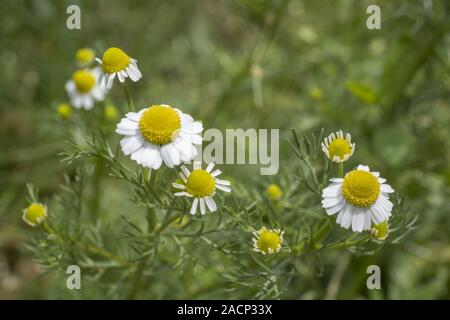 Odessa, Ucraina, l'Europa orientale. 26 Mar, 2019. Tedesco (Camomilla Matricaria chamomilla) sul verde backgrond. Soft focus Credito: Andrey Nekrasov/ZUMA filo/Alamy Live News Foto Stock