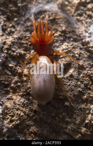 Woodlouse spider (Dysdera crocata) Foto Stock