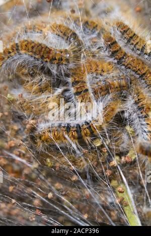 Pine Processionary (Thaumetopoea pityocampa) bruchi Foto Stock