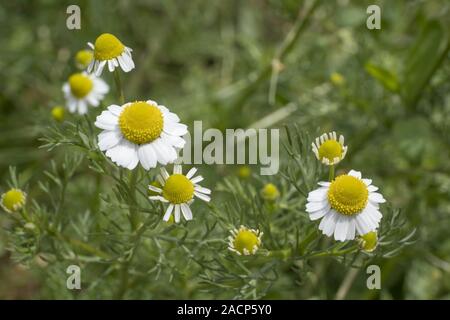 Odessa, Ucraina, l'Europa orientale. 26 Mar, 2019. Tedesco (Camomilla Matricaria chamomilla) sul verde backgrond. Soft focus Credito: Andrey Nekrasov/ZUMA filo/Alamy Live News Foto Stock