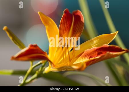 Daylily 'Frans Hals' (Hemerocallis hybrida) Foto Stock