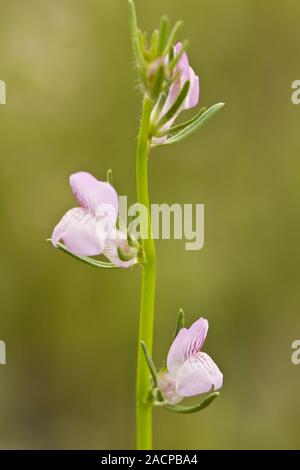 La donnola il muso (Misopates orontium) fiore Foto Stock