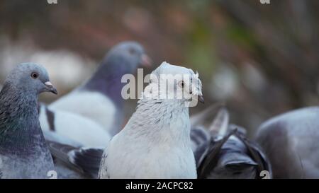 Bella bianca piccioni Foto Stock