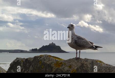 St Michaels mount con cani e gabbiani Foto Stock