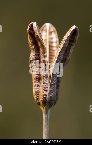 Granella vuoto pod di capsule Foto Stock