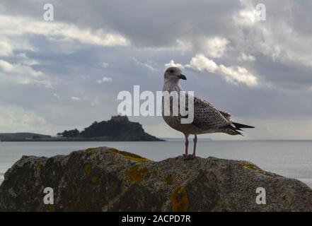 St Michaels mount con cani e gabbiani Foto Stock