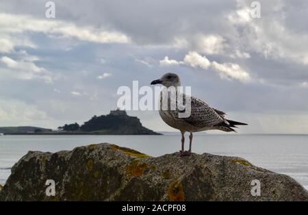 St Michaels mount con cani e gabbiani Foto Stock