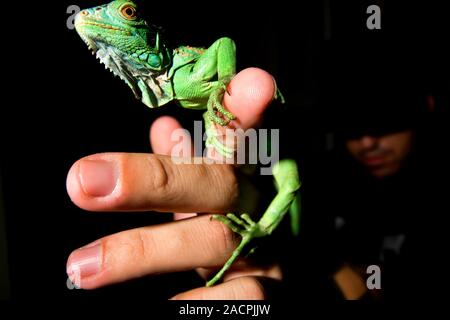 Uomo e iguana Foto Stock