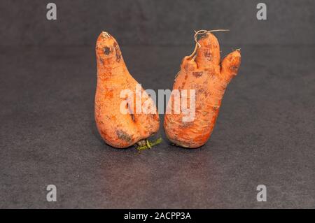 Close-up una brutta mature carota su sfondo grigio. Due carote. Foto Stock
