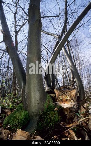 Scottish gatto selvatico (Felis silvestris grampia). Femmina. Captive Foto Stock