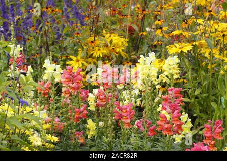 Inizio autunno giardino confine con caldi colori della Rudbeckia 'Priairie Glow', 'Antirrhinum Coronette' serie, dalia, black-eyed Susan e Le calendule. Foto Stock