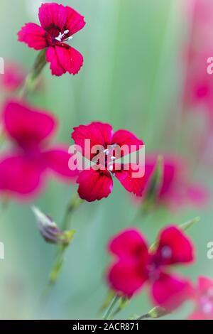 Garofano di pietra (Dianthus Deltoides) con bassa DOF Foto Stock