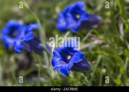 Clusius, Clusius la genziana, Gentiana clusii tra rocce, Alpi Foto Stock