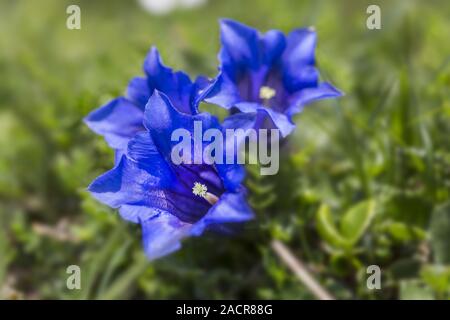 Clusius, Clusius la genziana, Gentiana clusii tra rocce, Alpi Foto Stock