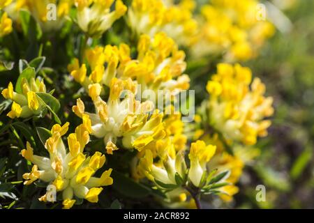 Rene comune veccia kidneyvetch, Anthyllis vulneraria Foto Stock