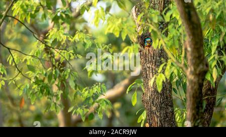 Un uccello Taiwan Barbet all'interno del nido del foro sull'albero a Taipei. Muller's Barbet è un uccello variopinto. Megalaima nuchalis è una specie endemica di Taiwan Foto Stock