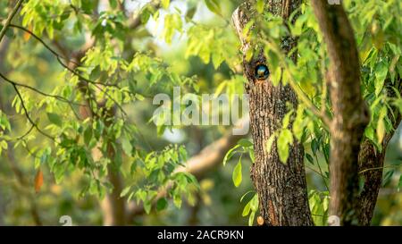 Un uccello Taiwan Barbet all'interno del nido del foro sull'albero a Taipei. Muller's Barbet è un uccello variopinto. Megalaima nuchalis è una specie endemica di Taiwan Foto Stock