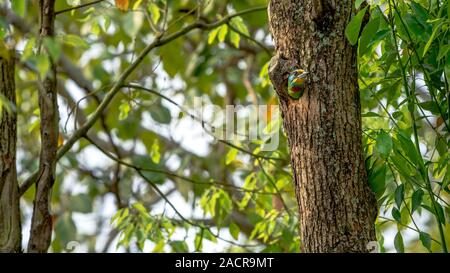 Un uccello Taiwan Barbet all'interno del nido del foro sull'albero a Taipei. Muller's Barbet è un uccello variopinto. Megalaima nuchalis è una specie endemica di Taiwan Foto Stock