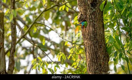 Un uccello Taiwan Barbet all'interno del nido del foro sull'albero a Taipei. Muller's Barbet è un uccello variopinto. Megalaima nuchalis è una specie endemica di Taiwan Foto Stock