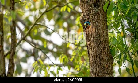 Un uccello Taiwan Barbet all'interno del nido del foro sull'albero a Taipei. Muller's Barbet è un uccello variopinto. Megalaima nuchalis è una specie endemica di Taiwan Foto Stock