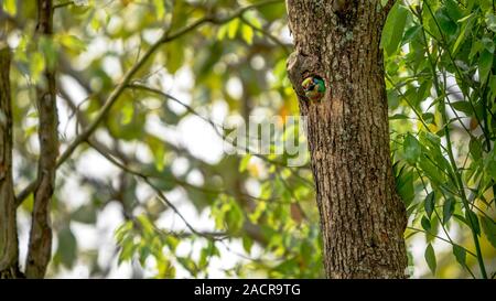 Un uccello Taiwan Barbet all'interno del nido del foro sull'albero a Taipei. Muller's Barbet è un uccello variopinto. Megalaima nuchalis è una specie endemica di Taiwan Foto Stock