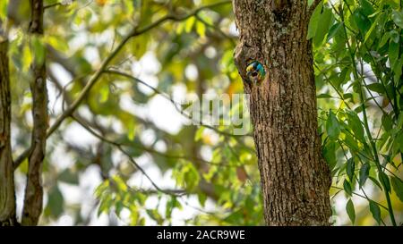 Un uccello Taiwan Barbet all'interno del nido del foro sull'albero a Taipei. Muller's Barbet è un uccello variopinto. Megalaima nuchalis è una specie endemica di Taiwan Foto Stock