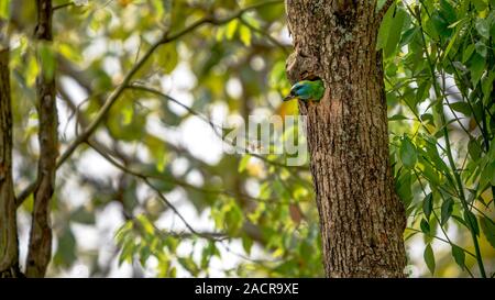 Un uccello Taiwan Barbet attacco ad uno asiatico wasp dal foro, proteggere il nido su albero nella foresta di Taipei. Muller's Barbet è un uccello variopinto. Megalaima Foto Stock