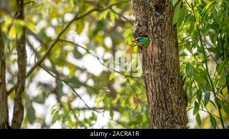 Un uccello Taiwan Barbet all'interno del nido del foro sull'albero a Taipei. Muller's Barbet è un uccello variopinto. Megalaima nuchalis è una specie endemica di Taiwan Foto Stock