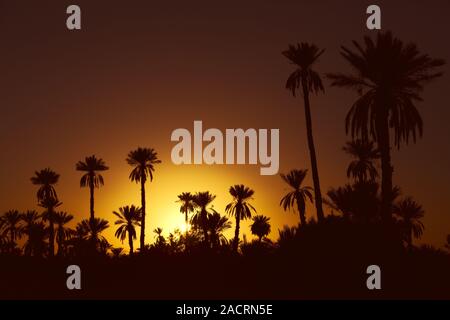 Di palme da datteri con il tramonto del sole in Marocco Foto Stock