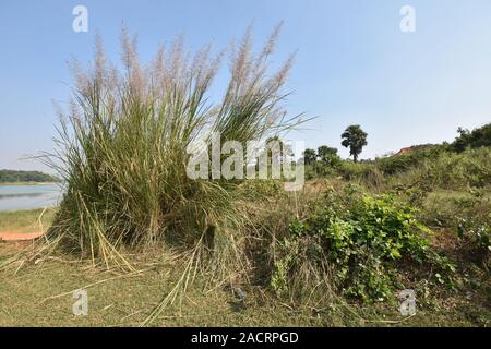 Kans erba o Saccharum spontaneum presso la riva del fiume del Shilabati o Silai al Gangani anfratti in Garbeta, West Bengal, India. Foto Stock