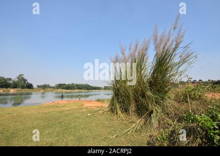 Kans erba o Saccharum spontaneum presso la riva del fiume del Shilabati o Silai al Gangani anfratti in Garbeta, West Bengal, India. Foto Stock