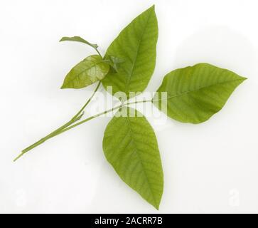 poison ivy Foto Stock