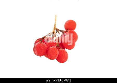 Bacche rosse di Viburnum freccia legno o Rowan isolato su uno sfondo bianco Foto Stock