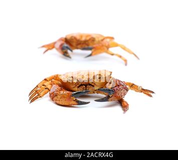 Due frutti di mare granchi rossi isolato su un bianco Foto Stock