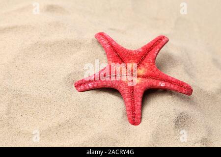 Stella Rossa su uno sfondo sabbia. Close up. Foto Stock