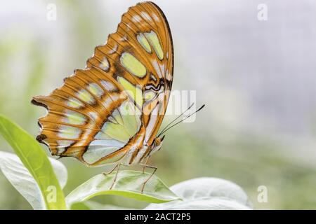 Dido longwing, Philaethria dido, scarse pagina di bambù Foto Stock