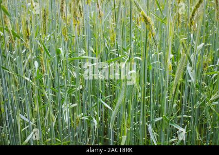 Giovani raccolti di grano su un campo agricolo in primavera. Foto Stock