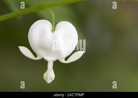 Asian cuore di sanguinamento, Lamprocapnos spectabilis Foto Stock