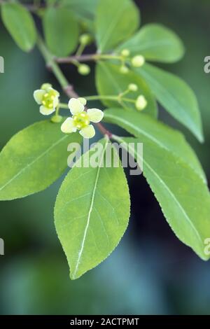 Roveto ardente, Euonymus alatus, fiore Foto Stock