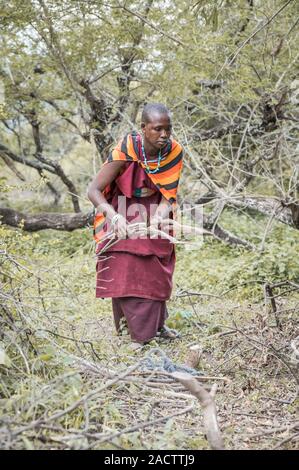 Stesso, Tanzania, 11 Giugno 2019: Maasai donna la raccolta di legna da ardere da foresta Foto Stock