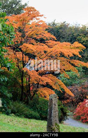 Ricco Colore di autunno di Acer palmatum 'Tanabata' nell'Acer Glade al Garden House Foto Stock