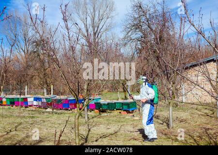 Agricoltore in abbigliamento protettivo e maschera a gas spray di alberi da frutto nel frutteto con lunghe irroratrice per proteggerli con sostanze chimiche dalla malattia fungina o v Foto Stock