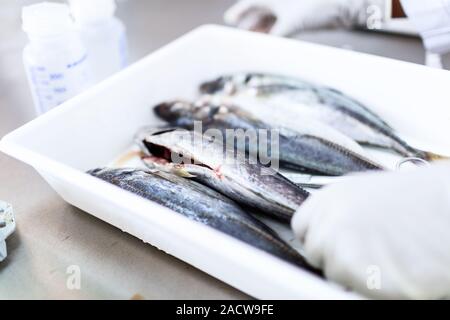 Pesce per essere testati in laboratorio, test di qualità. Foto Stock