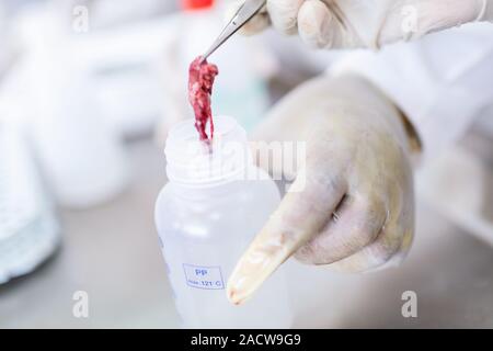 Pesce interno possono essere testati in laboratorio, test di qualità. Foto Stock